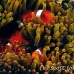 anemonefish_spinecheek_mid_h_0705_png1353.jpg
